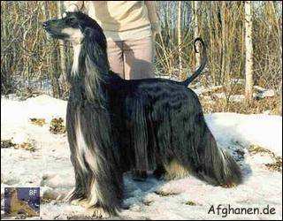 Photo copyright by Zhannel's Afghanhound Kennel (Fin)
