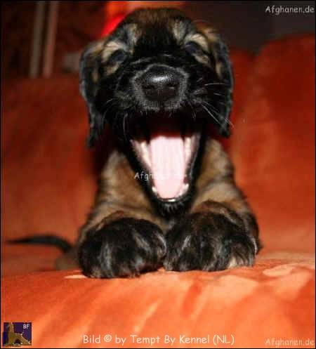 Dotje.jpg (54121 Byte)