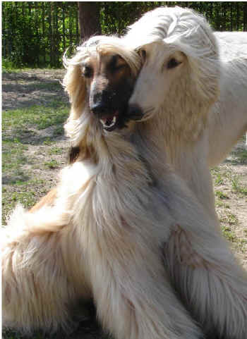 Nio-u-Juwel.JPG (257729 Byte)