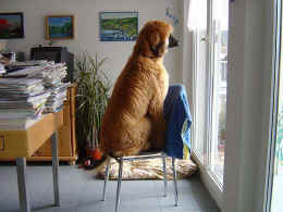 afghane 021vga.JPG (34539 Byte)