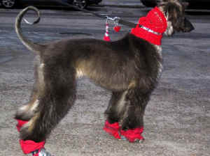 barbie.JPG (35592 Byte)