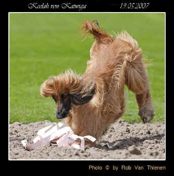 kelaah.JPG (44957 Byte)