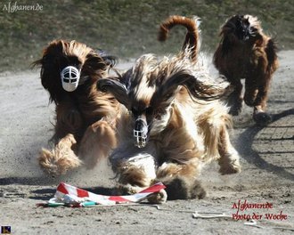 Afghanen.de Photo der Woche