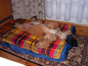 platt.JPG (172258 Byte)